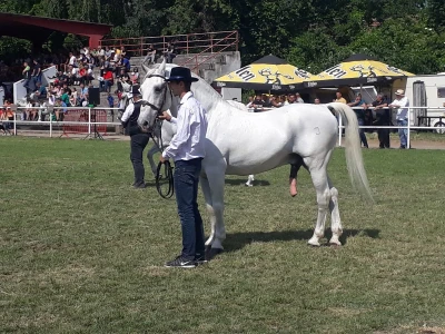 Nagrađivani konji Siniše Paunovića iz Surduka