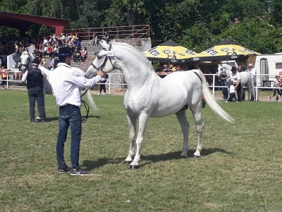 Nagrađivani konji Siniše Paunovića iz Surduka