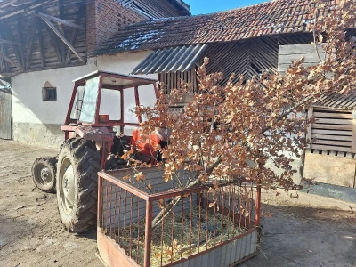 Badnji dan
