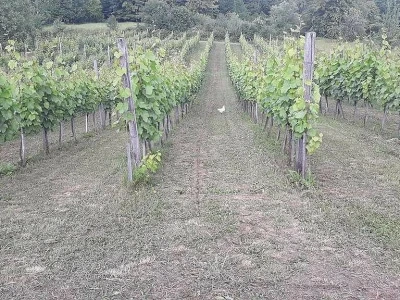 Dušan Dimitrijević od hobija napravio porodičnu vinariju