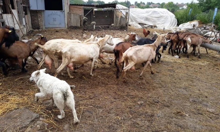 Farma koza