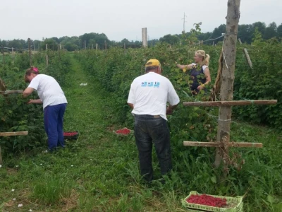 Berba malina u zadruzi "Agro eko voće"