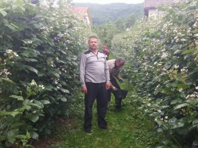 Berba malina u zadruzi "Agro eko voće"