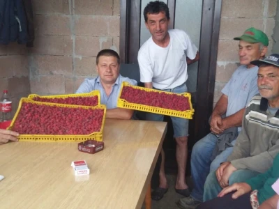 Berba malina u zadruzi "Agro eko voće"