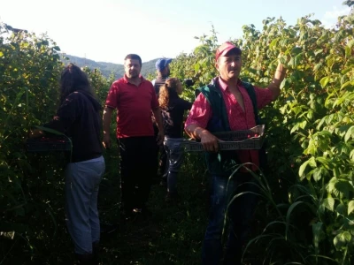 Berba malina u zadruzi "Agro eko voće"