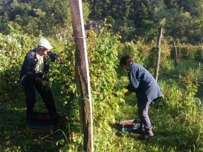 Berba malina u zadruzi "Agro eko voće"