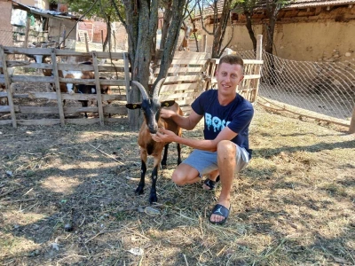 Aca i krave