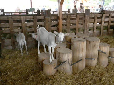 AGRA 2022, Gornja Radgona