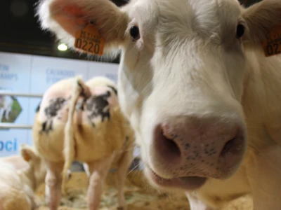 Muuuuuuu