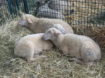 AgriUmbria 2026