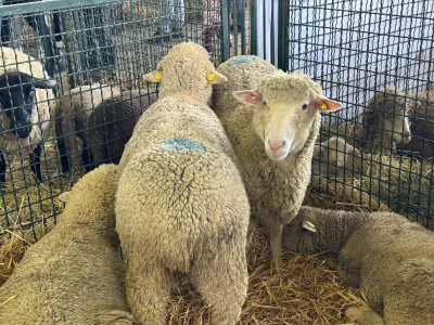 AgriUmbria 2026