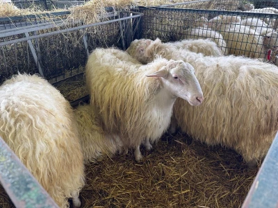 AgriUmbria 2026