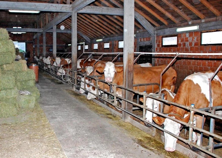 Krave