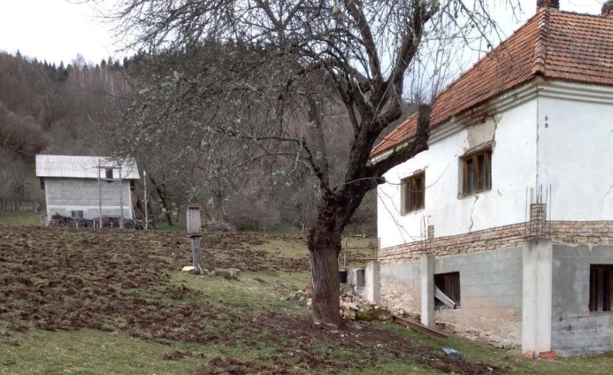 Divlje svinje