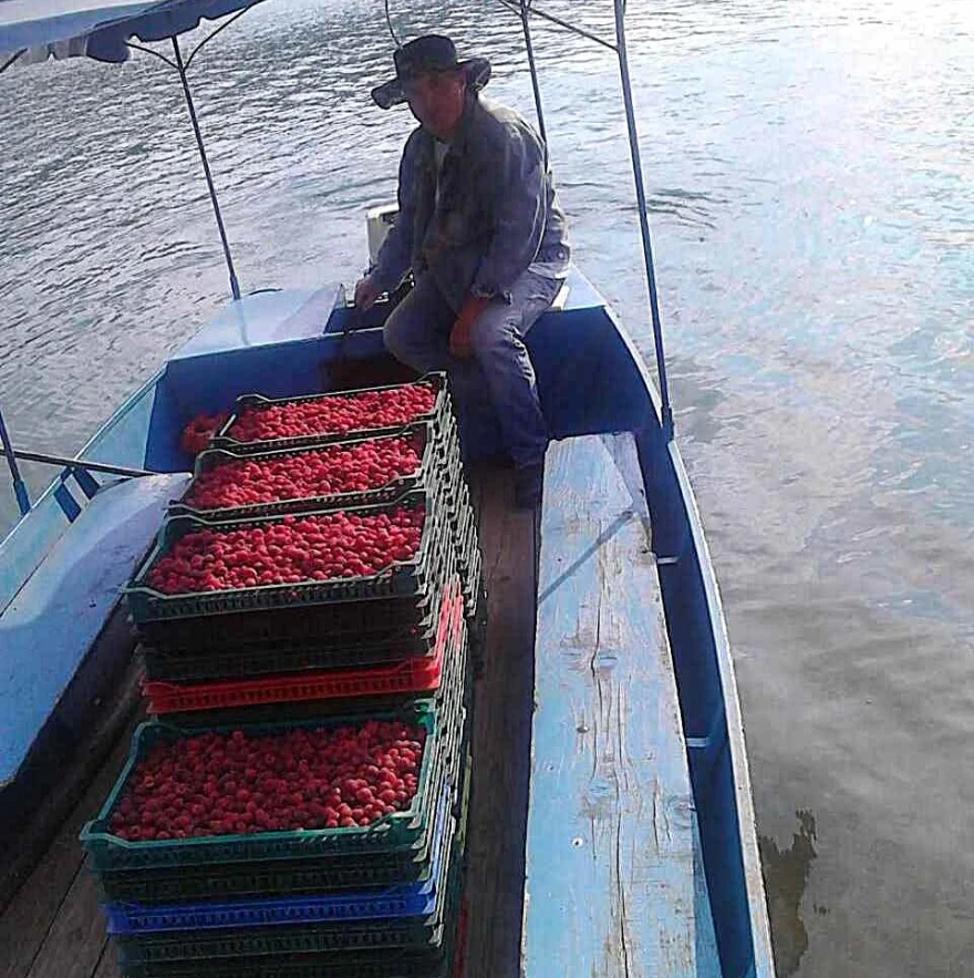 Maline