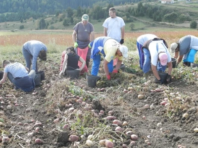 Vađenje krompira