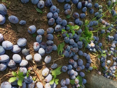Aksentijevići 60.000 kilograma šljive pretvorili u rakiju, foto: A. Aksentijević