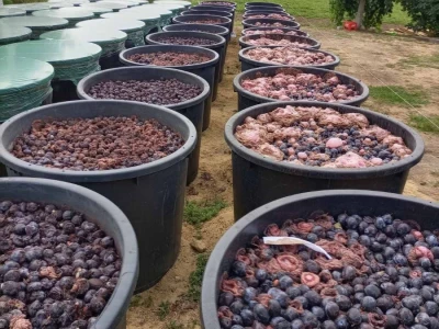 Aksentijevići 60.000 kilograma šljive pretvorili u rakiju, foto: A. Aksentijević