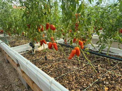 Akvaponija