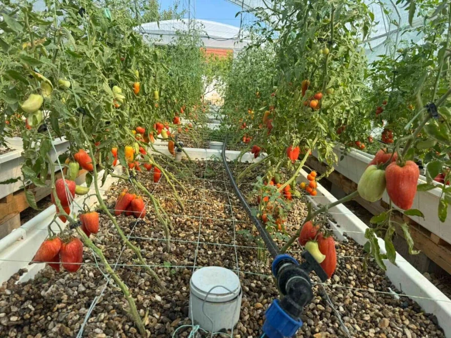 Paprika plasetnik