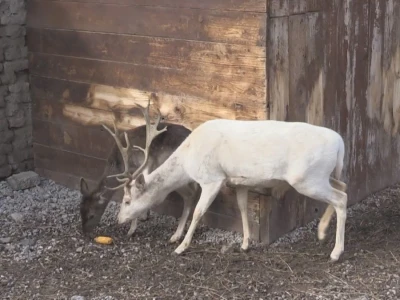Albino jeleni veoma retki u prirodi