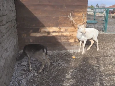 Albino jeleni veoma retki u prirodi