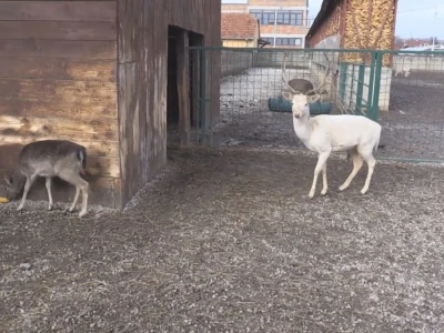 Albino jeleni veoma retki u prirodi