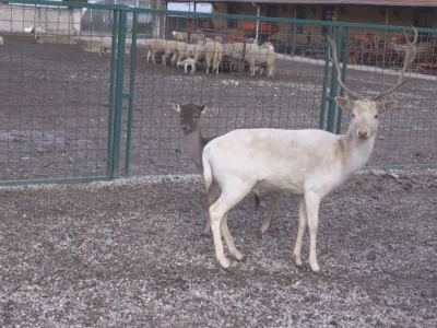Albino jeleni veoma retki u prirodi