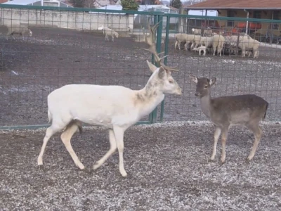 Albino jeleni veoma retki u prirodi