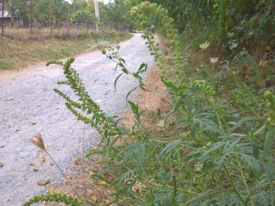 Ambrozija pored puta