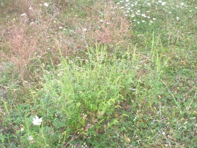 Ambrozija pored puta