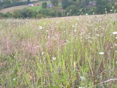 Ambrozija pored puta