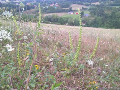 Ambrozija pored puta