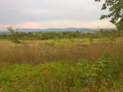 Ambrozija pored puta