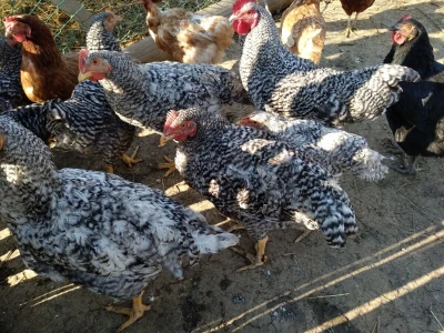 Amrok i Nju Hempšir kokoške