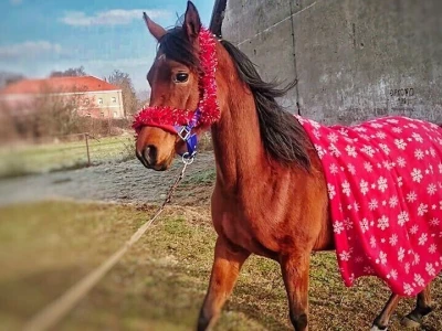 Ana Jergović - veliki zaljubljenik u životinje