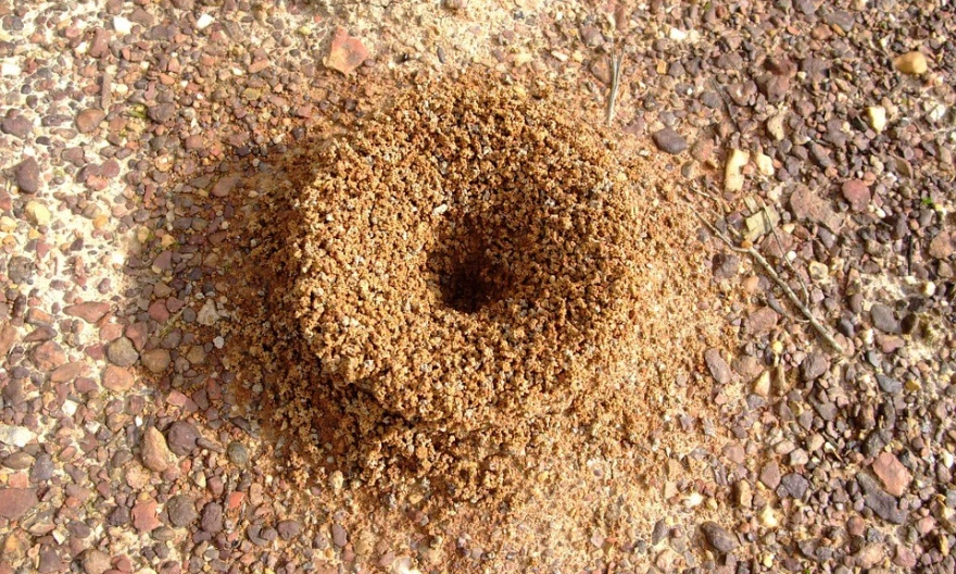 Mravinjak