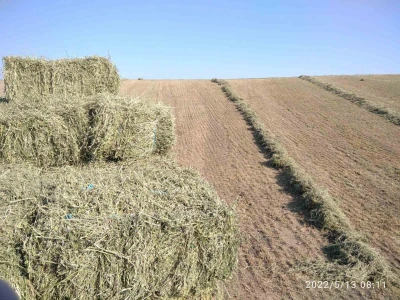 Baliranje lucerke