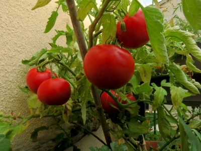 Balkon kao inspiracija