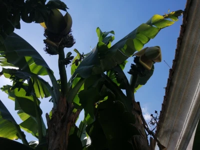 Banana u Šumadiji