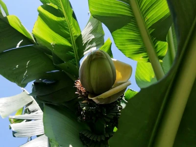Banana u Šumadiji
