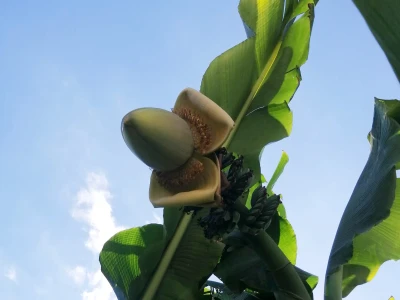 Banana u Šumadiji