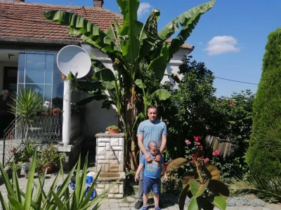 Banana u Šumadiji