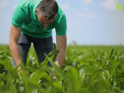 Bayer Farm - Dan polja