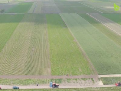 Bayer Farm - Dan polja