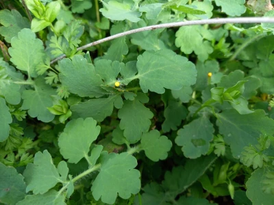 Beli Kamen