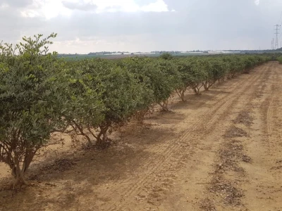 Beograđanin u Izraelu proizvodi jojobu