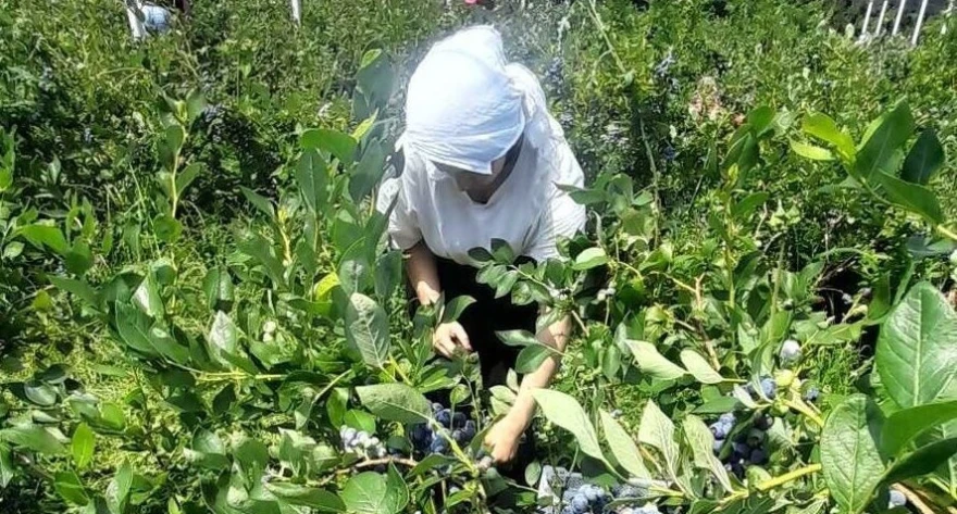 Berba borovnica