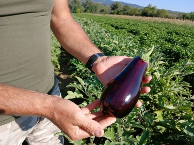 Berba