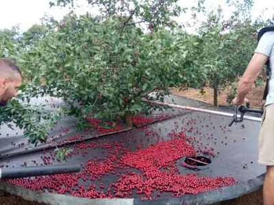 Berba višnje